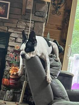 Boston Terrier Dogs Available for Adoption in Maryville, Tennessee - Cooper Hawkins-Maryville, TN | PetCurious