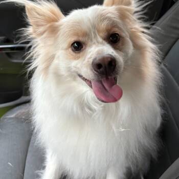 American Eskimo Dog and Pomeranian Dogs Available for Adoption - Yuri - St. Louis, MO | PetCurious