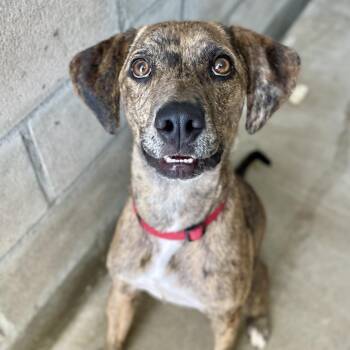 Avalon -  Catahoula Leopard Dog and Mixed Breed Dog for Adoption in Freeport, Florida - Avalon | PetCurious