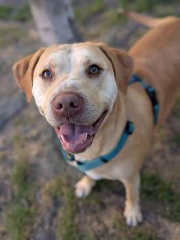 Labrador Retriever Dogs Available for Adoption in Santa Rosa, California - Buttercream | PetCurious