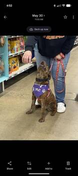 American Bulldog Dogs Available for Adoption in Thompson, Pennsylvania - LANEY | PetCurious