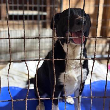 Bonita -  Labrador Retriever and Mixed Breed Dog for Adoption in Fort Smith, Arkansas - Bonita | PetCurious
