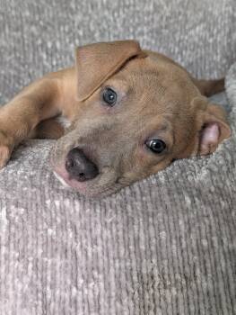 Violet -  Labrador Retriever and Terrier Dog for Adoption in Baton Rouge, Louisiana - Violet | PetCurious