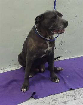 American Staffordshire Terrier and Mixed Breed Dogs Available for Adoption in Houston, Texas - A2077577 | PetCurious