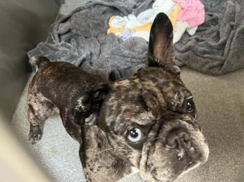 DAPPLE -  French Bulldog Dog for Adoption in Tustin, California - DAPPLE | PetCurious