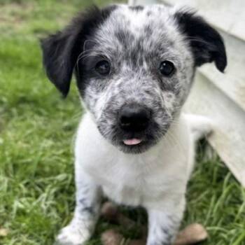 Border Collie and Australian Cattle Dog Blue Heeler Dogs Available for Adoption in Ottawa Hills, Ohio - Inky | PetCurious