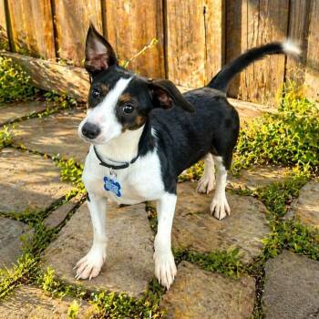Chihuahua and Rat Terrier Dogs Available for Adoption in Boerne, Texas - Jax | PetCurious