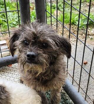 Rescue Schnauzer Dogs for Adoption in Hopkinsville, Kentucky - Sophia | PetCurious