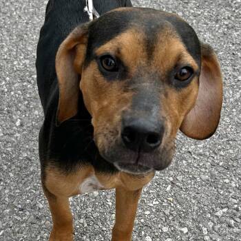 Coonhound Dogs Available for Adoption in Traverse City, Michigan - Remi | PetCurious