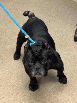 Fiddle -ADOPTED! -  Mixed Breed Dog for Adoption in Chamblee, Georgia - Fiddle -ADOPTED! | PetCurious