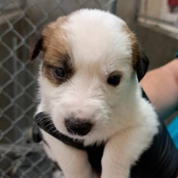 Mixed Breed Dogs Available for Adoption in Parker, Colorado - 451 (2026) Fritter | PetCurious