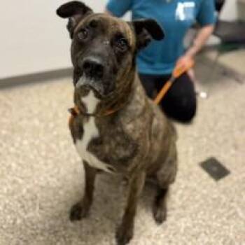Dog 10/08/2026 -  Boxer and Mixed Breed Dog for Adoption in Bullhead City, Arizona - Dog 10/08/2026 | PetCurious