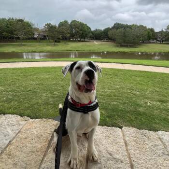 Willis -  Pit Bull Terrier Dog for Adoption in Yonkers, New York - Willis | PetCurious