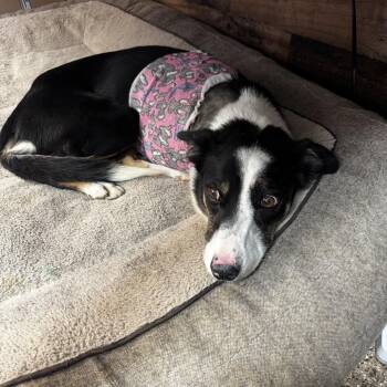 Minnie -  Border Collie Dog for Adoption in Carlin, Nevada - Minnie | PetCurious