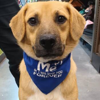 Bamboo -  Yellow Labrador Retriever and Beagle Dog for Adoption in Santa Ana, California - Bamboo | PetCurious