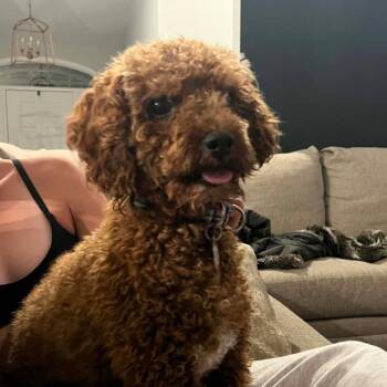 Noodle -  Havanese and Poodle Dog for Adoption in Sinking Spring, Pennsylvania - Noodle | PetCurious