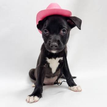 681 (2026) Raven -  Pit Bull Terrier and Mixed Breed Dog for Adoption in Parker, Colorado - 681 (2026) Raven | PetCurious