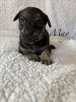 May- Mama August Calendar Crew -  Labrador Retriever and Pit Bull Terrier Dog for Adoption in Carmel Hamlet, New York - May- Mama August Calendar Crew | PetCurious