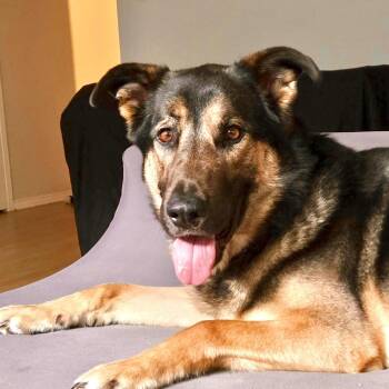 Shepherd Dogs Available for Adoption in Oakville, Ontario - Charlie | PetCurious