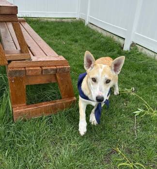 Australian Cattle Dog Blue Heeler Dogs Available for Adoption in Logan, Utah - Roomba | PetCurious