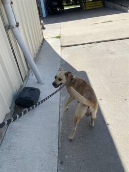 PRADA -  Labrador Retriever and Mixed Breed Dog for Adoption in Killeen, Texas - PRADA | PetCurious