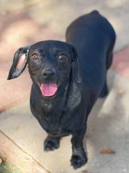 Raven -  Dachshund and Chihuahua Dog for Adoption in La Verne, California - Raven | PetCurious