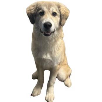 Wiley -  Great Pyrenees Dog for Adoption in Red Bluff, California - Wiley | PetCurious