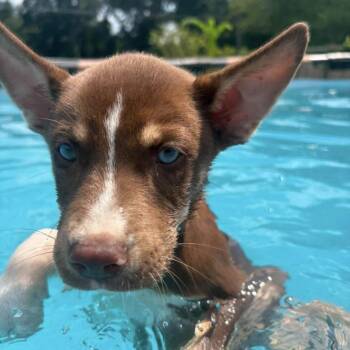 Socks -  Husky Dog for Adoption in Warrior, Alabama - Socks | PetCurious