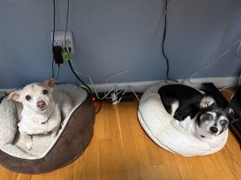 Chihuahua Dogs Available for Adoption in Plymouth, Michigan - Chance | PetCurious