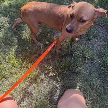 Chanti -  Dachshund Dog for Adoption in Louise, Texas - Chanti | PetCurious