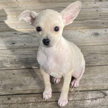 Roo -  Chihuahua Dog for Adoption in Minneapolis, Minnesota - Roo | PetCurious