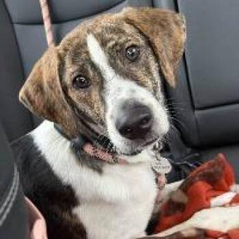 Fraser -  Hound Dog for Adoption in Monticello, New York - Fraser | PetCurious