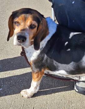 Rescue Beagle Dogs for Adoption in Sioux City, Iowa - Gilli | PetCurious