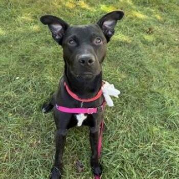 Russell -  Mixed Breed Dog for Adoption in Worcester, Massachusetts - Russell | PetCurious