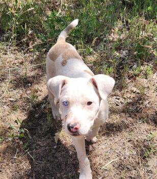 Casper -  Pit Bull Terrier and Australian Cattle Dog Blue Heeler Dog for Adoption in Goldendale, Washington - Casper | PetCurious