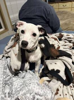 Willow -  Basset Hound Dog for Adoption in Wando, South Carolina - Willow | PetCurious