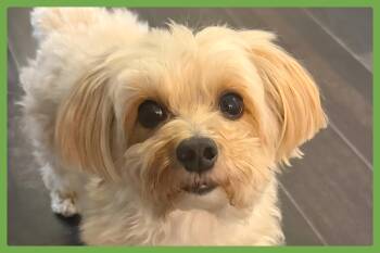 Morkie Dogs Available for Adoption in Amherst, Massachusetts - Theo | PetCurious