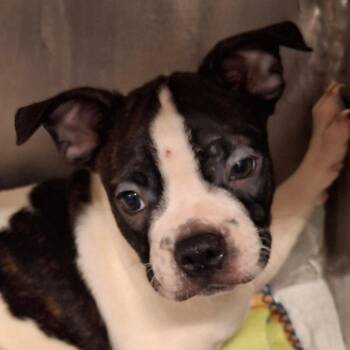 Jackson -  Boston Terrier and Mixed Breed Dog for Adoption in Zanesville, Ohio - Jackson | PetCurious