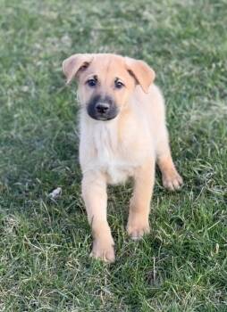 German Shepherd Dog Dogs Available for Adoption in Iron Ridge, Wisconsin - Dillan  | PetCurious