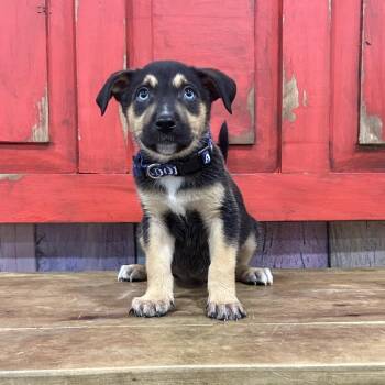 Mixed Breed Dogs Available for Adoption in Midland, Texas - FWT Shelby | PetCurious