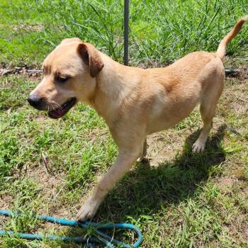 BANANA ANNA -  Labrador Retriever and Terrier Dog for Adoption in Chicopee, Massachusetts - BANANA ANNA | PetCurious