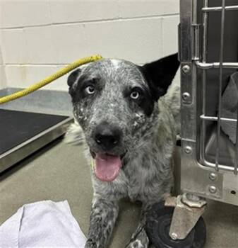 SPROUT -  Australian Cattle Dog Blue Heeler Dog for Adoption in Salinas, California - SPROUT | PetCurious