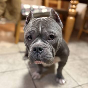 American Bully Dogs Available for Adoption - Donut | PetCurious