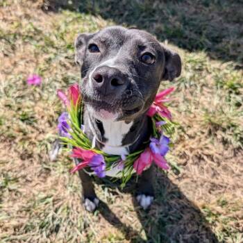 Rescue American Staffordshire Terrier Dogs for Adoption in Pittsburgh, Pennsylvania - Gamora | PetCurious