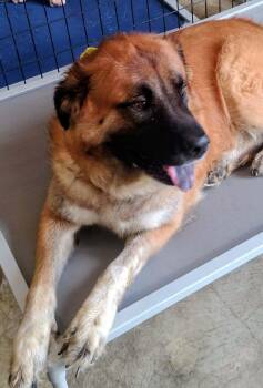 Marley -  Great Pyrenees Dog for Adoption in Paoli, Indiana - Marley | PetCurious