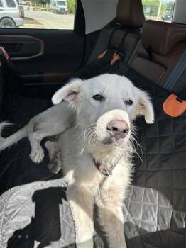 GOLDI LOCKS -  Golden Retriever Dog for Adoption in San Antonio, Texas - GOLDI LOCKS | PetCurious