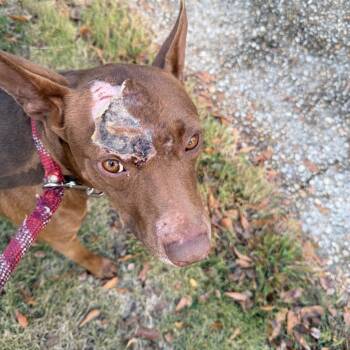 Rescue Mixed Breed Dogs for Adoption in Columbus, Georgia - 11/22/2025-Stray-MayfieldDrive | PetCurious