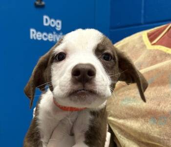 Saturn -  Labrador Retriever Dog for Adoption in Golden, Colorado - Saturn | PetCurious