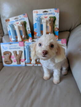 Rescue Maltese and Poodle Dogs for Adoption in Caldwell, New Jersey - Cubby | PetCurious