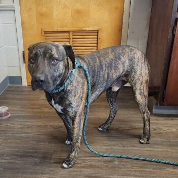 Nomad -  Mixed Breed Dog for Adoption - Nomad | PetCurious